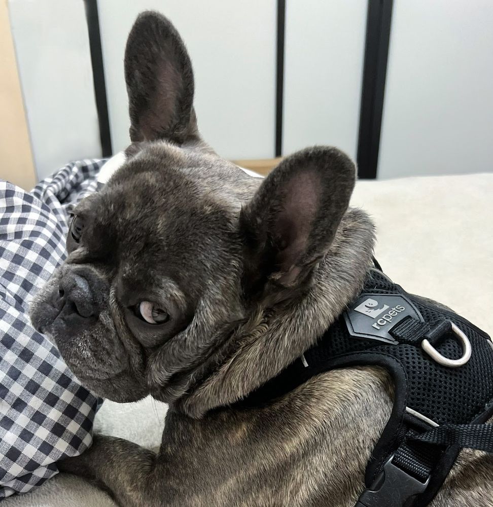 This photo captures a French Bulldog wearing a black harness, sitting on a bed with a checkered blanket visible nearby. The dog is turned toward the camera, giving a classic side-eye look with an adorably suspicious expression.
