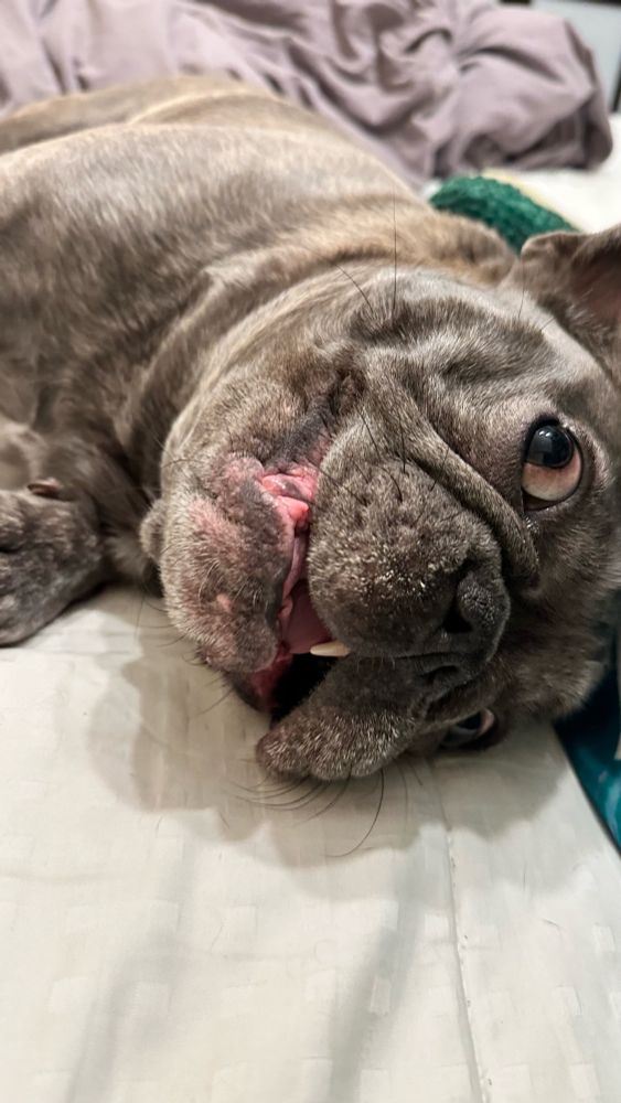 A gray French Bulldog lying on a bed, looking up with a silly and relaxed expression. The dog’s mouth is slightly open, showing its pink tongue and a tooth, while its wrinkled face and round, expressive eyes add to the charm. The background features a gray blanket and a green knit object, creating a cozy indoor setting. The close-up emphasizes the dog’s playful personality.