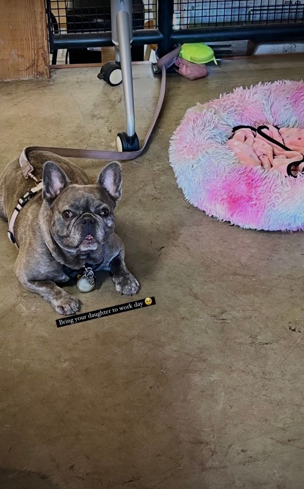 “Ivy, a gray French Bulldog with a pink harness, is lying on a concrete floor at work, looking up with her tongue slightly sticking out. Her leash is attached to a rolling desk, and next to her is a fluffy pink and blue dog bed with a soft blanket inside. The text on the image reads, ‘Bring your daughter to work day 🥺.’”