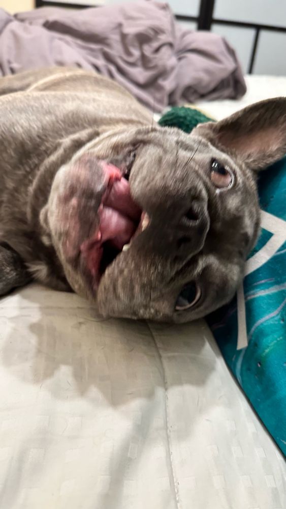A close-up photo of a playful gray French Bulldog lying on a bed. The dog’s head is tilted back, exposing its tongue and teeth in a goofy, relaxed expression. One ear is perked up, and the background shows a teal blanket and a soft gray pillow. The dog’s fur appears slightly textured, capturing its unique personality.