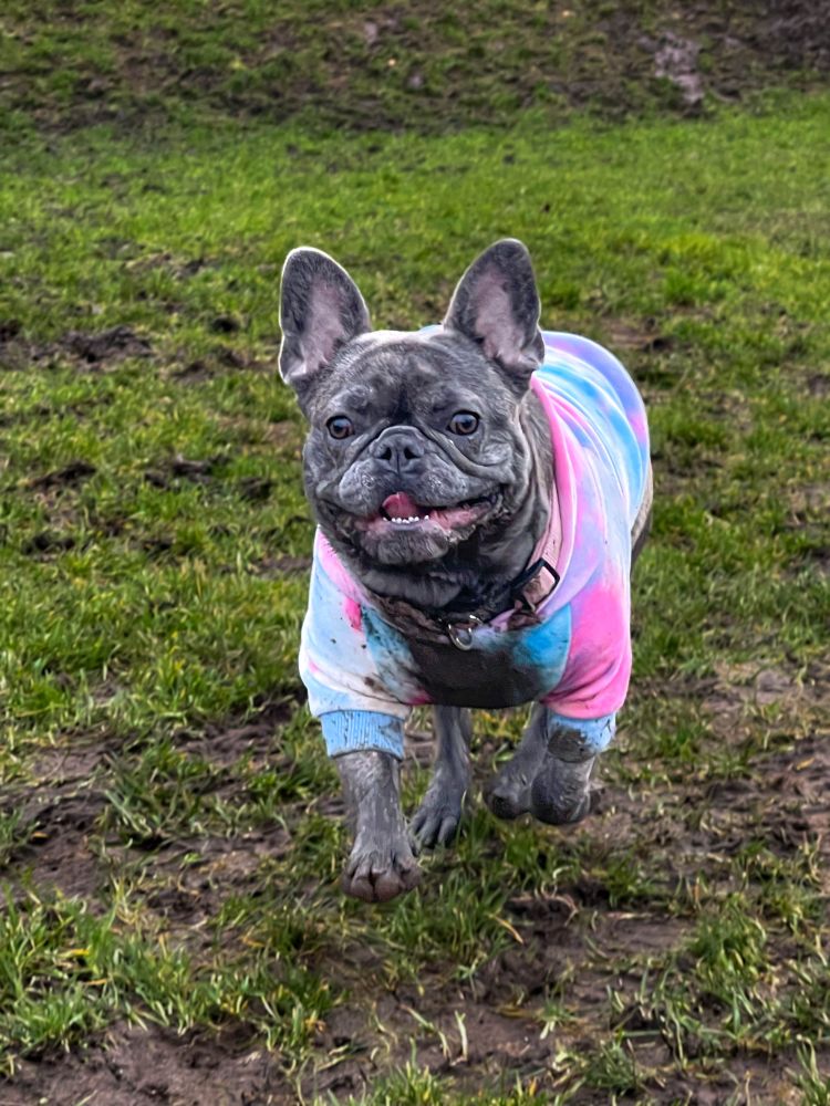 A joyful French Bulldog, Ivy, is mid-run at a grassy, muddy park. Her face is lit with excitement, her tongue slightly sticking out, and her ears are perked up. She’s wearing a colorful tie-dye hoodie in shades of pink, blue, and white, though her legs and chest are splattered with mud from her playful adventure. The lush green grass contrasts with the patches of mud around her, capturing the lively energy of her outdoor fun!