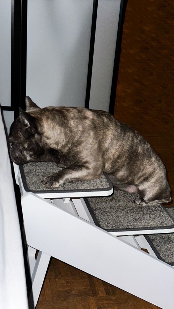 Ivy, a brindle French Bulldog lies halfway up a set of white wooden pet stairs with gray carpeted steps. The dog's head is resting on the top step, which is level with a bed. The dog appears to be sleeping.
