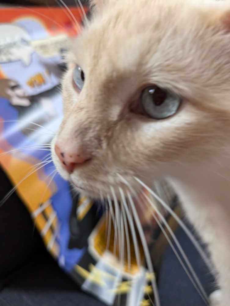 Close-up slightly blurry shot of the face of a shorthair flamepoint cat with big blue eyes and a freckled pink nose. 