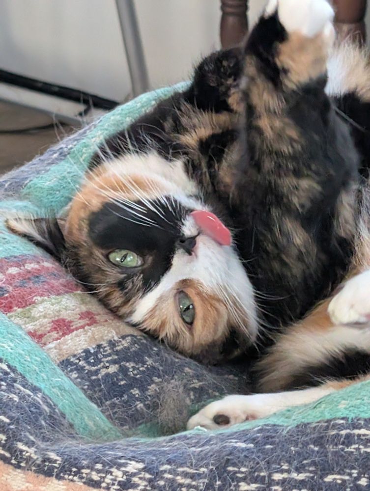 Closeup photo of a shorthair calico/tortoiseshell cat. She's laying on a multicolored woven cushion absolutely embedded with cat hair, and she's sprawled playfully with paws pointed in various directions. Her head is squashed upside down against the cushion and her bright pink and shiny tongue sticks out prominently. 