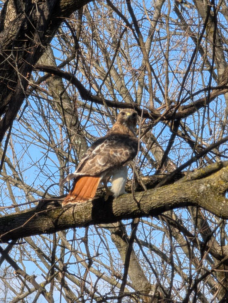 Same hawk, same branch, now looking directly at the photographer - I've been spotted 