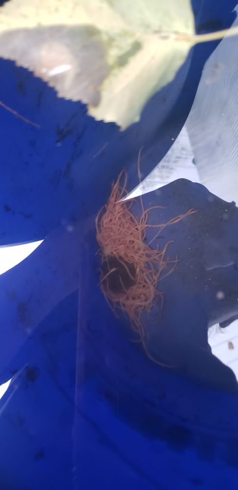 A seething mass of wriggling, long, pink, esrthworm looking things in a water bucket thats been collecting cool rainwater for several weeks. 