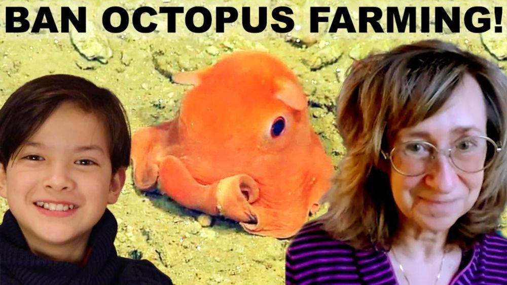 All about octopuses and why farming them must be stopped!