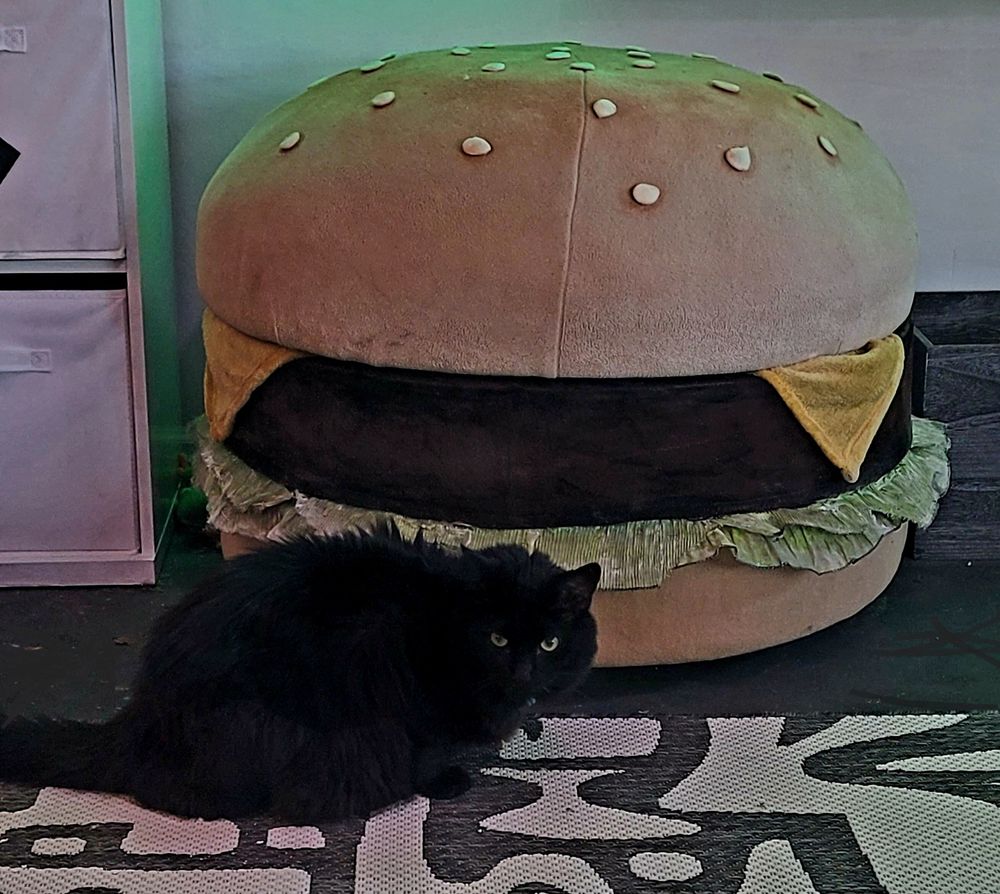 A chunky black cat curled up inside the open ottoman, showing its size in comparison.