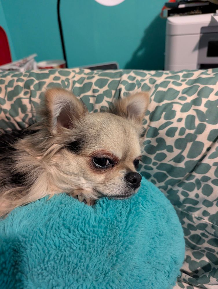 Black and tan Chihuahua on his fluffy blue pillow giving side eye and a disdainful nose curl. 