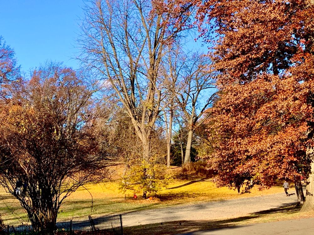 In Central Park last December, a grouping of trees. In the left foreground is one with reddish leaves, in the middle background are three trees bare of leaves, and on the right is a tree with reddish leaves. One patch of grass is green and in the background is a patch of yellow grass. 