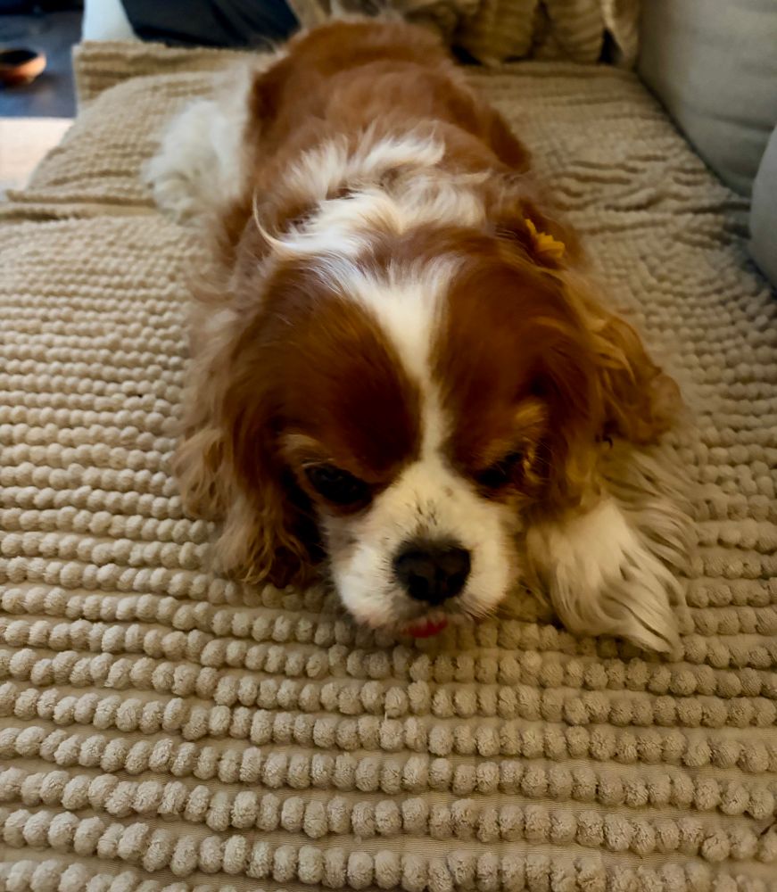Sparkles, a Blenheim (chestnut and white) Cavalier King Charles Spaniel rests, lies on the sofa at her Aunt Susie’s house. 
