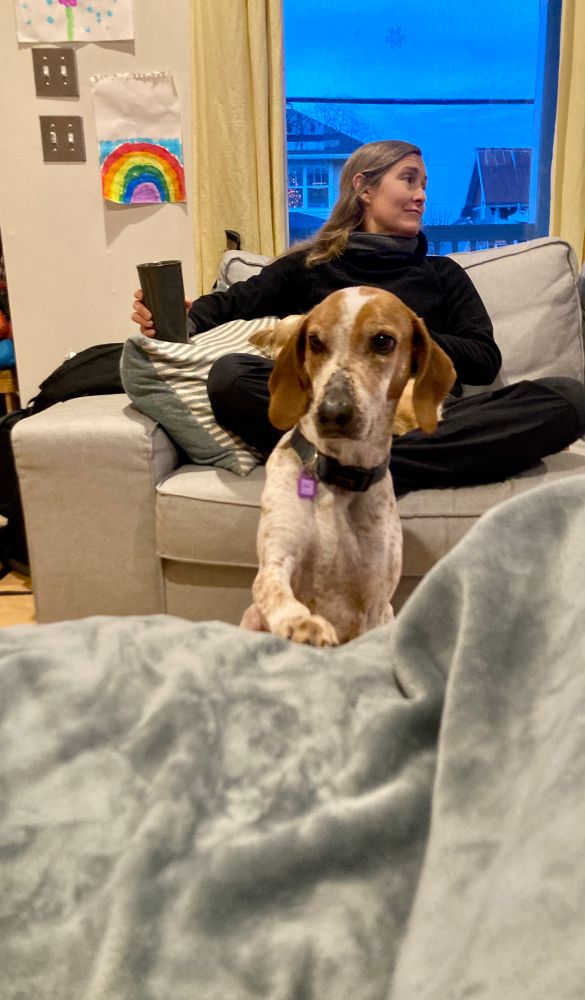 Joon, a brown and white American English Coonhound, puts one paw on the sofa, perhaps hoping to indicate that he would like to join me there. 