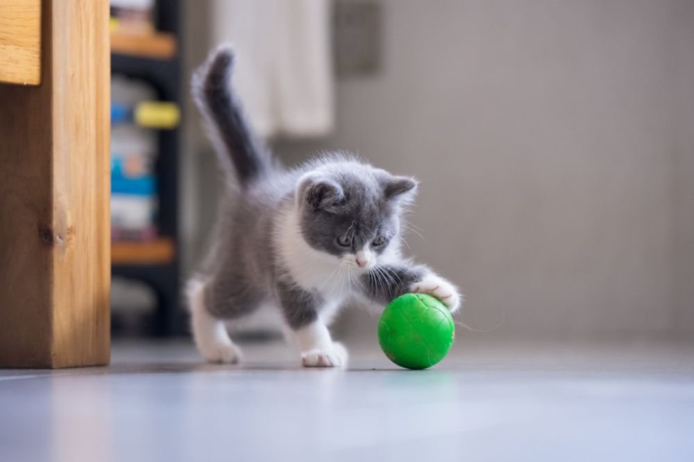 Guest column | It’s not just dogs. Cats like to fetch, too.