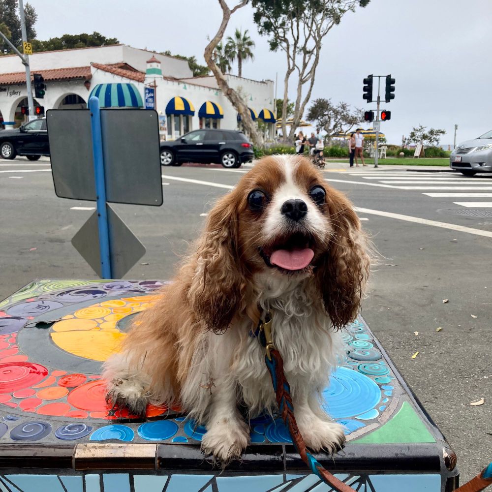 Blenheim (chestnut and white) Cavalier King Charles Spaniel sitting on tiled street blocker at the corner of Pacific Coast Highway and Forest in Laguna Beach, California.