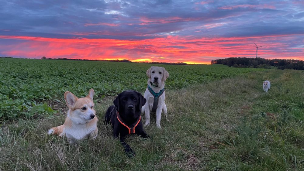 Ein Corgi und 2 Labradore sitzen im Gras neben einem Feld, von rechts kommt eine Katze angelaufen. Im Hintergrund ist ein gelb-orange-pinker Sonnenaufgang