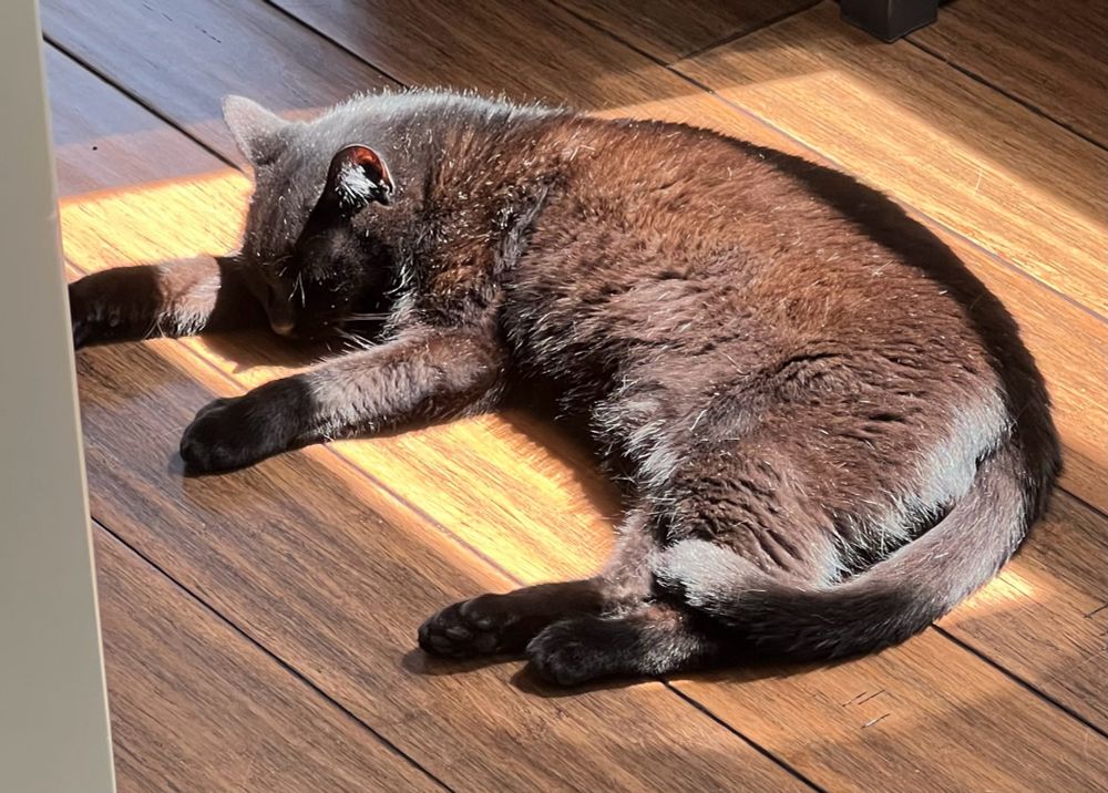 Black cat laying on the floor in a beam of sunlight.