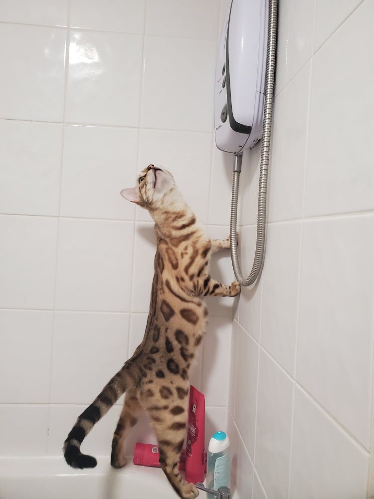A stretched out cat examining a shower, immediately after this shot he started chewing on the shower hose.
