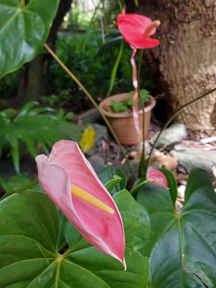 Pink anthurium flower, with the edges slightly curled up, surrounded by large, green  anthurium leaves, with another pink anthurium flower hiding in the leaves and an out-of-focus red anthurium flower in the background. 