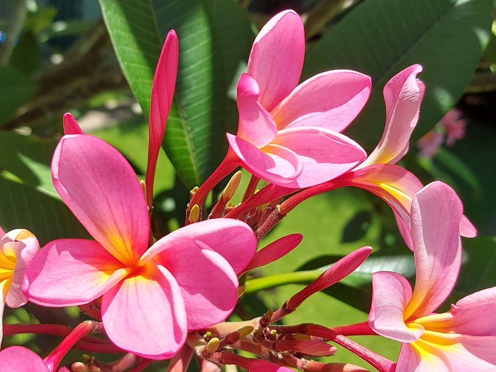 A bunch of pink frangipanis with yellow centres basking in the sun, surrounded by emerald green leaves.