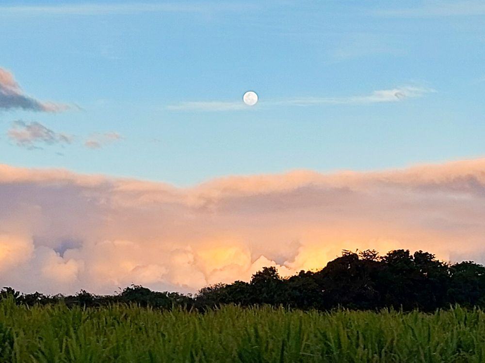 A not-quite full moon the colour of paper in a blue sky above a bank of textured clouds coloured apricot with some whispers of purple. The foreground has younger sugar cane fields in green. Between the clouds and the cane fields, a copse of trees dwindling to smaller bushes stand in dark silhouette.