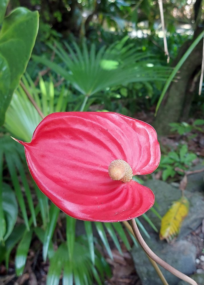 Red anthurium flower with green foliage and some large stones in the background.