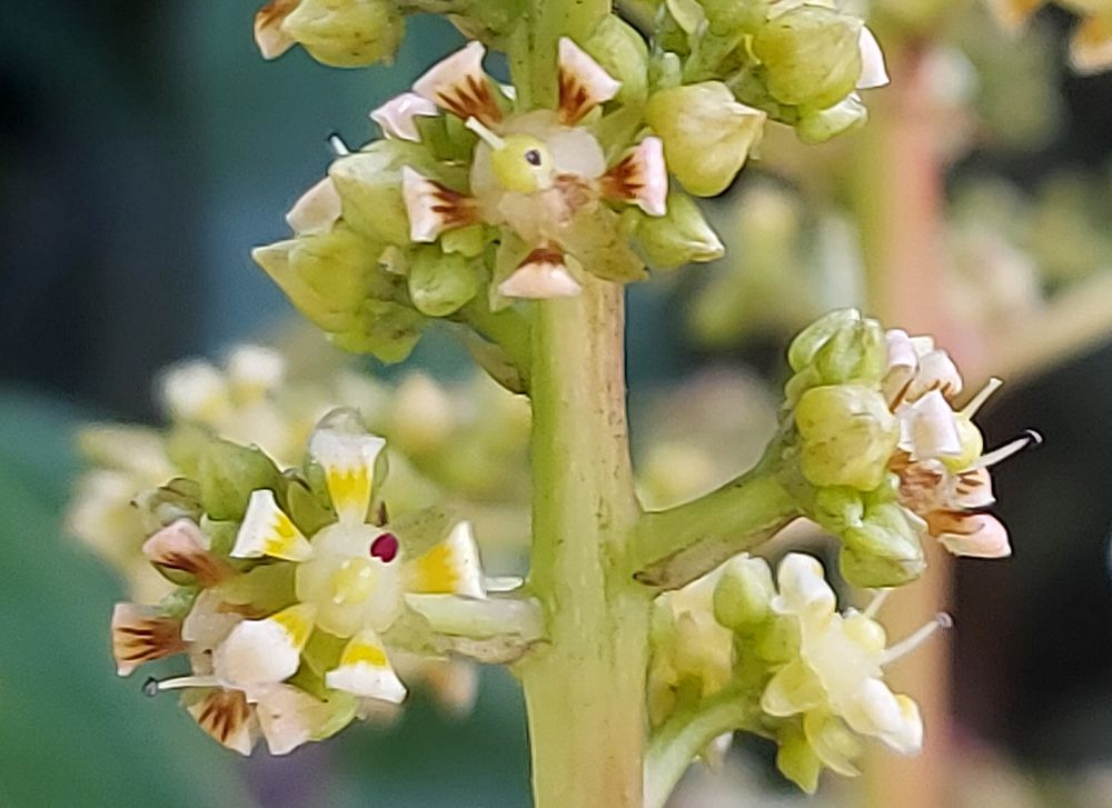 Even more close-up of the tiny, perfect flower blossoms on the news spring shoots on the mango tree. 