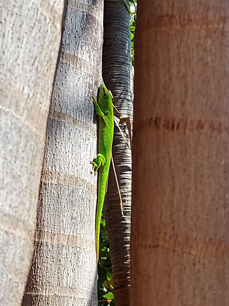 Beautiful green gecko in profile halfway up a palm tree, surrounded by other palm tree trunks. It looks like I took the pic in a tropical jungle, but I didn't. Just a regular tropical garden.