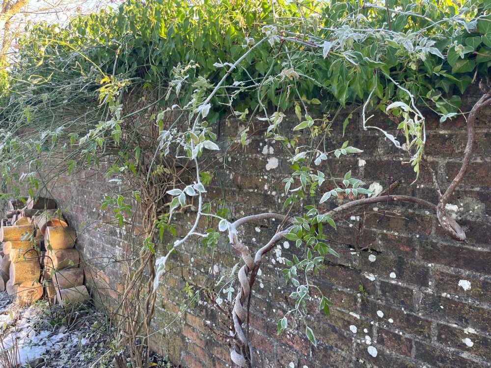 Frozen plants hanging off a brick wall with a wood pile to the left.