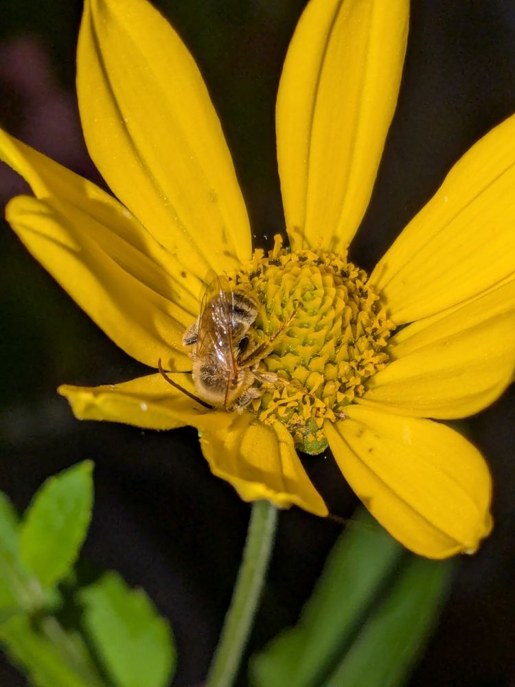 Some sort of bee asleep on a flower of false sunflower (Heliopsis helianthoides). Long, golden yellow petals surrounding a similarly colored center.