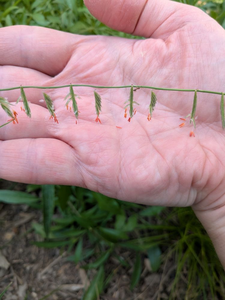 A single stalk of sideoats grama (Bouteloua curtipendula) going horizontally across my palm. The stalk is green, and every half inch or so a cluster of green grain-like seeds hangs down off of it, all on the same side of the stalk (hence the name). At the tip of many of the seeds is a teensy tiny flower, tubular and not much thicker than a hair, maybe 1/8" long, saffron-orange at the tip and fading to yellow at the base. There are also some tiny white feathery things mixed in there, not sure what those are. Oh, and a blurry ant.