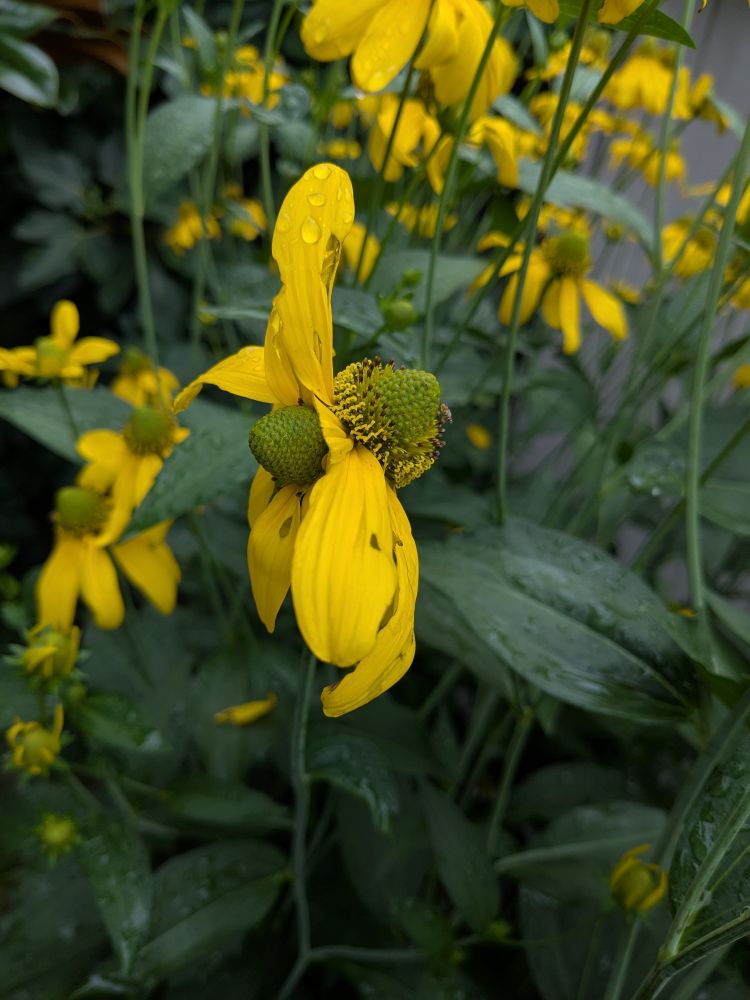 Photo of a cutleaf coneflower (Rudbeckia laciniata) plant. In the foreground is a single stem with two flowers at the tip, each coming off the stem at an angle. The petals (technically, ray flowers) are 2"-3" long, oval, and golden yellow, speckled with drops of rain. The central part of each flower (actually a cluster of 100s of tiny flowers, disc florets) is yellow-green and protrudes a bit, like a tightly closed little pinecone. On the one on the right, some of the disc florets at the base of the pinecone shape are starting to open, showing brown styles and yellow, curly, Y-shaped stigmas emerging. A fly is checking one of them out. Other (single-headed) flowers and large, deep green leaves are in the background.
