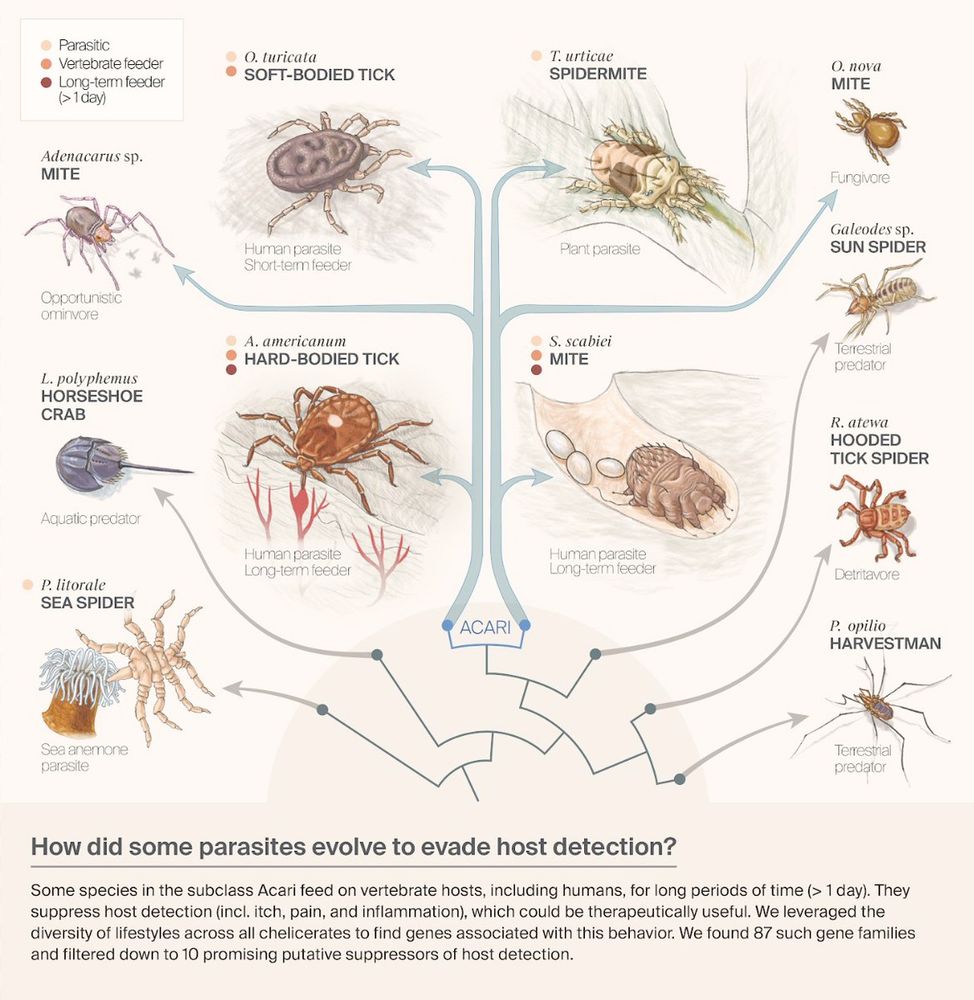 Graphical abstract depicting diverse types of ticks on a phylogenetic tree