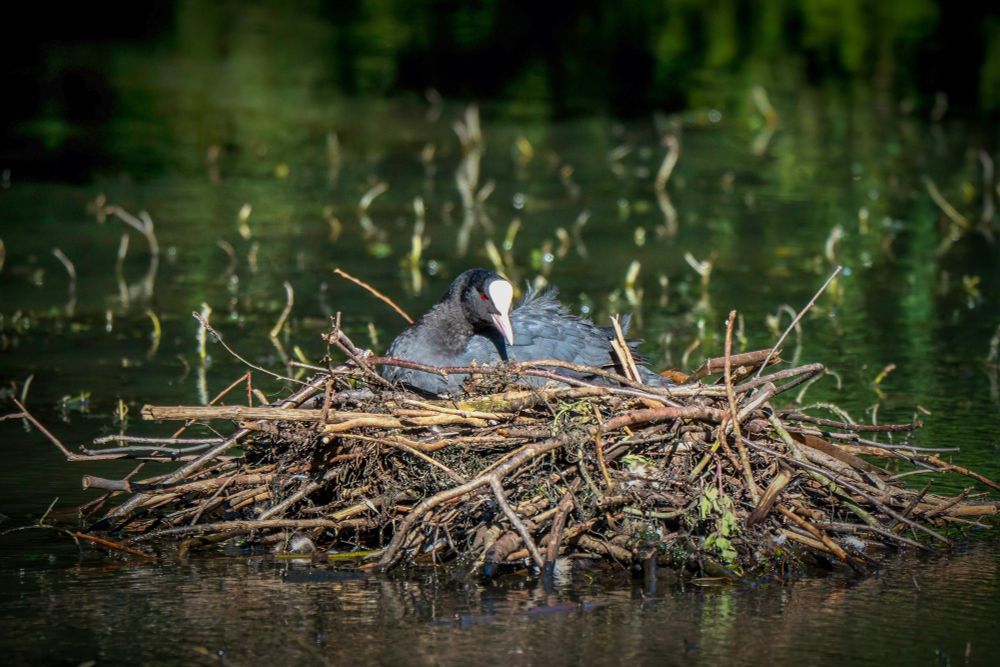 A Coot sitting on it's very impressive nest