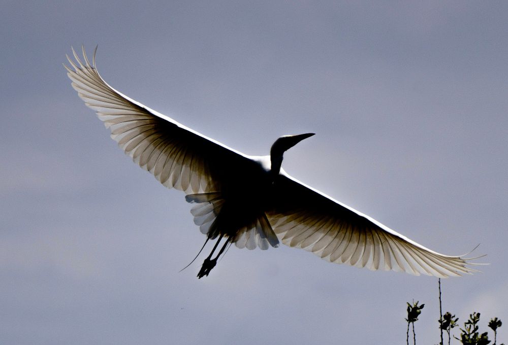 A back-lit Great Egret taking to the air