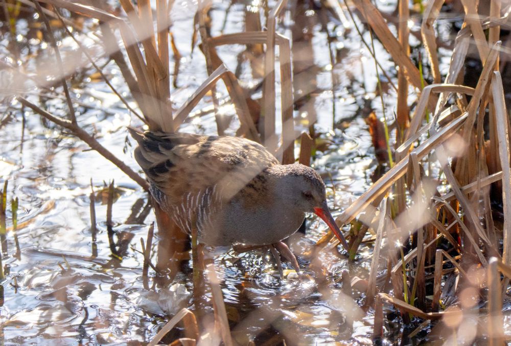 A Water Rail