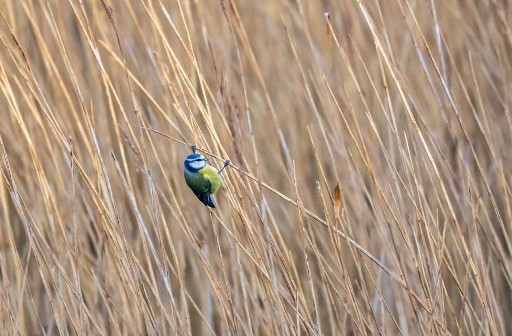 A Blue Tit hanging from a reed