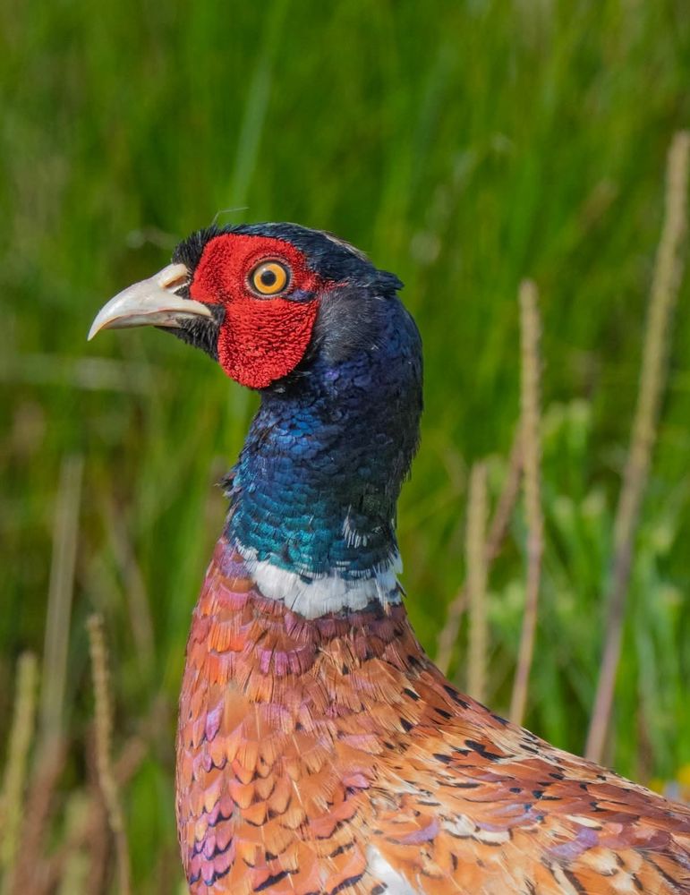Common Pheasant 
