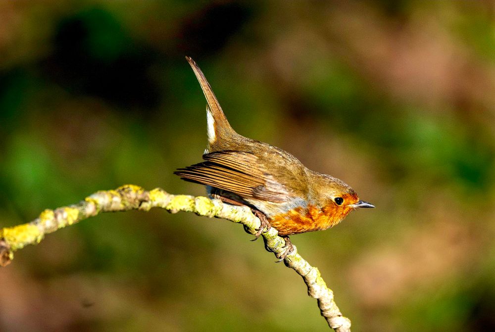 A Robin posing as they do