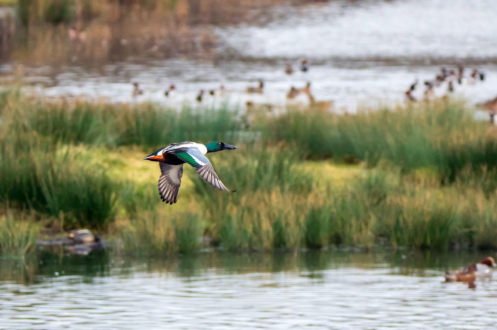 A male Mallard flying low over a wetland.