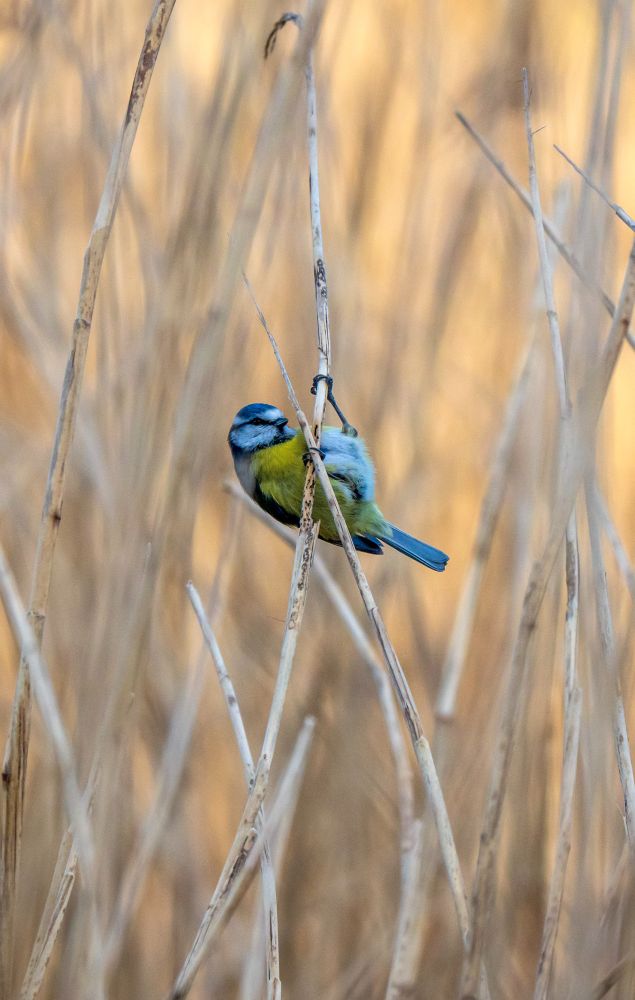 A Blue Tit hanging on to a read in a strong wind