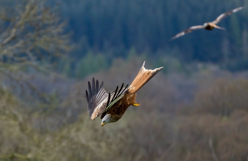 Red Kite, New Galloway, Scotland