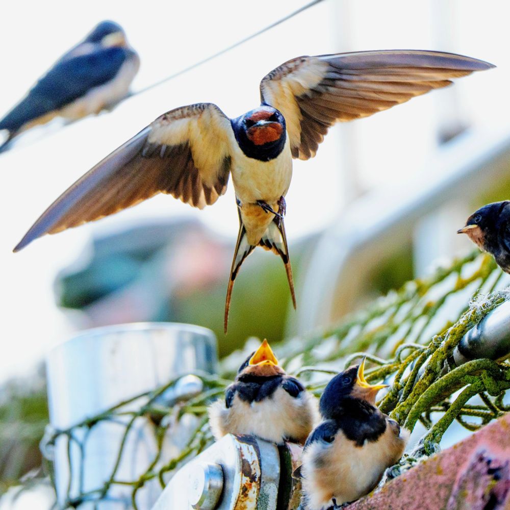 A Swallow guarding it's nest and chicks.