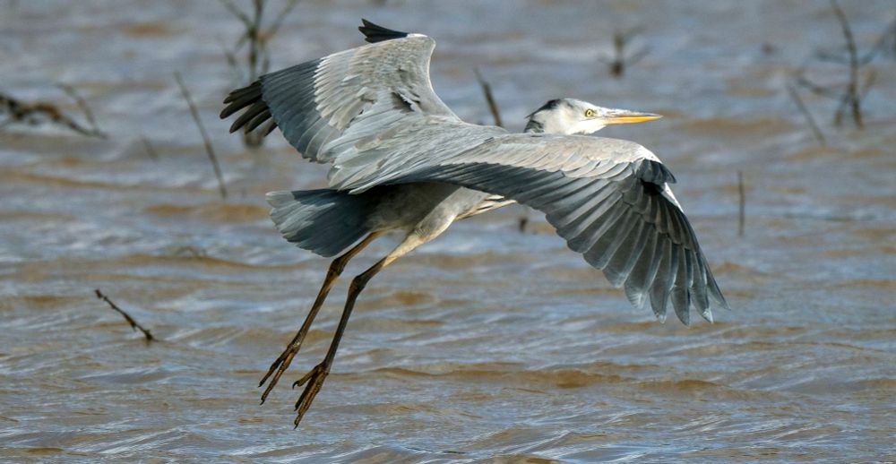 Grey Heron taking flight