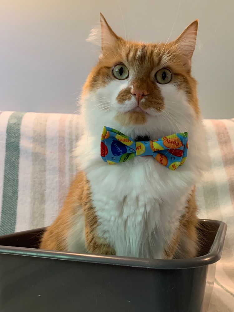 Ginger and white cat with bowtie sitting in a dishpan, posed for a portrait.