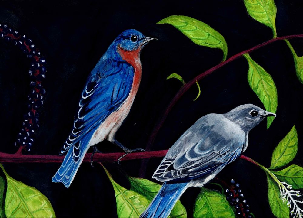 Two Eastern bluebirds perched on a bending pokeweed branch that is displaying ripe fruit and a flower. 