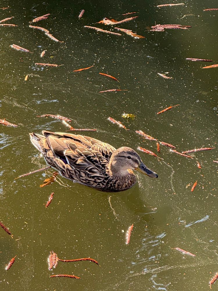 Brown female middle European duck in a river 