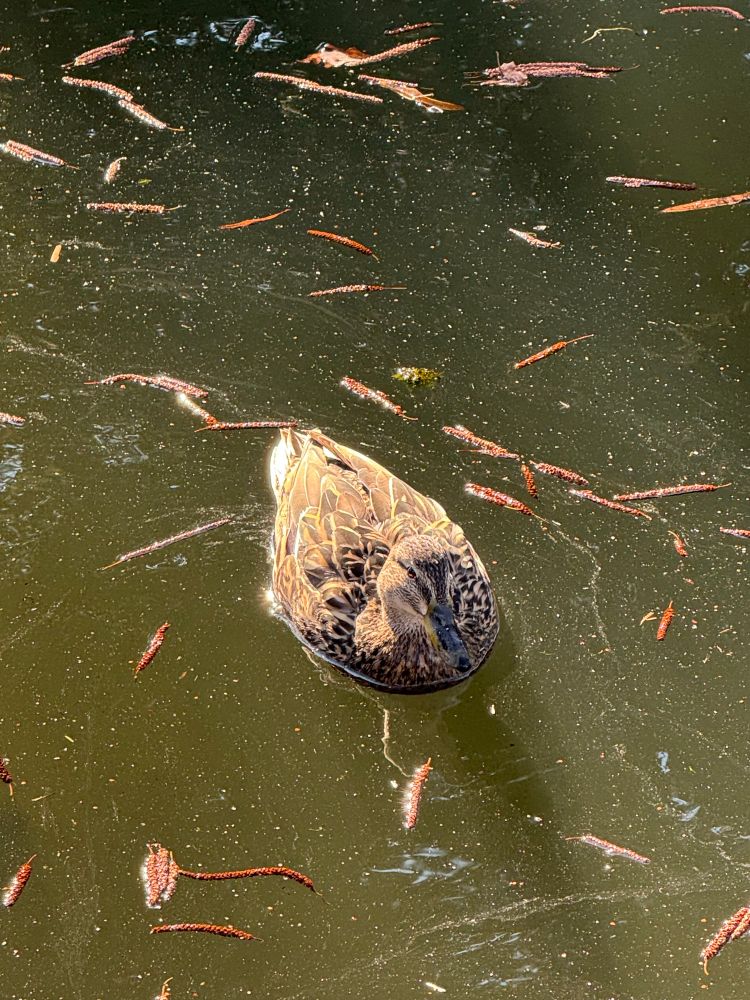 brown female middle European duck in a river