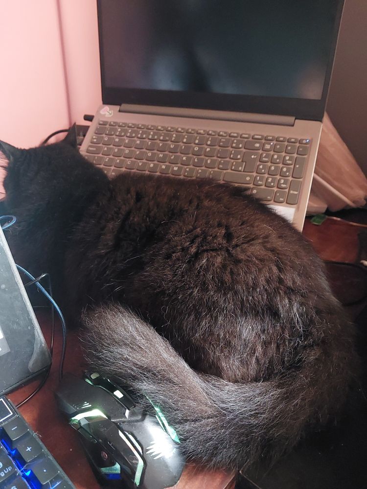 gato preto peludo deitado numa mesa que tem um notebook num suporte, mouse e teclado