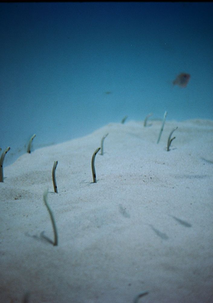 大洗水族館　OlympusPenFフィルム作例