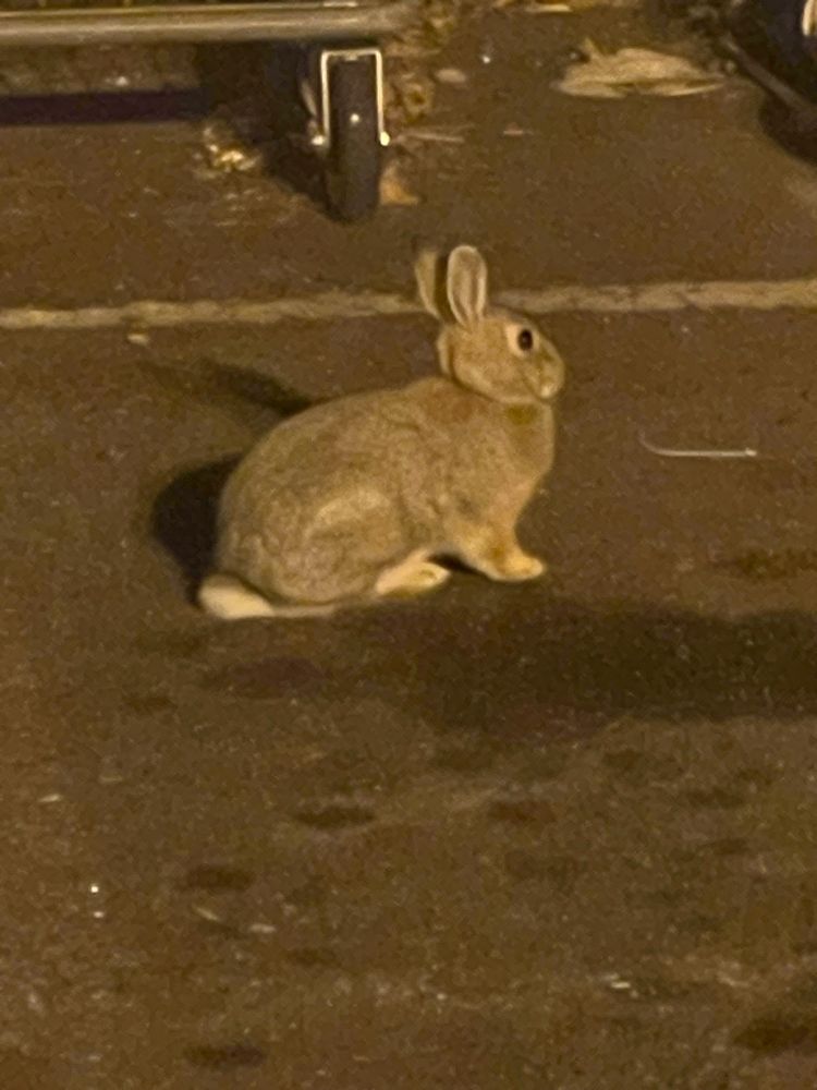 grey rabbit in a parking lot